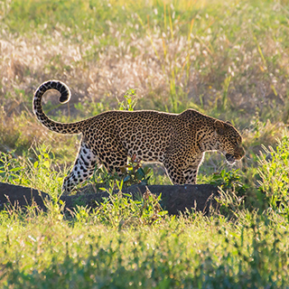 South Luangwa - Leopard